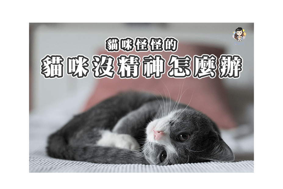 貓咪沒精神怎麼辦