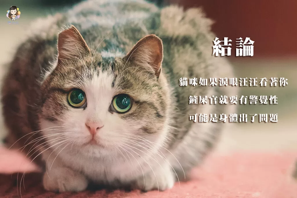 貓咪如果淚眼汪汪看著你,可能是身體出了問題