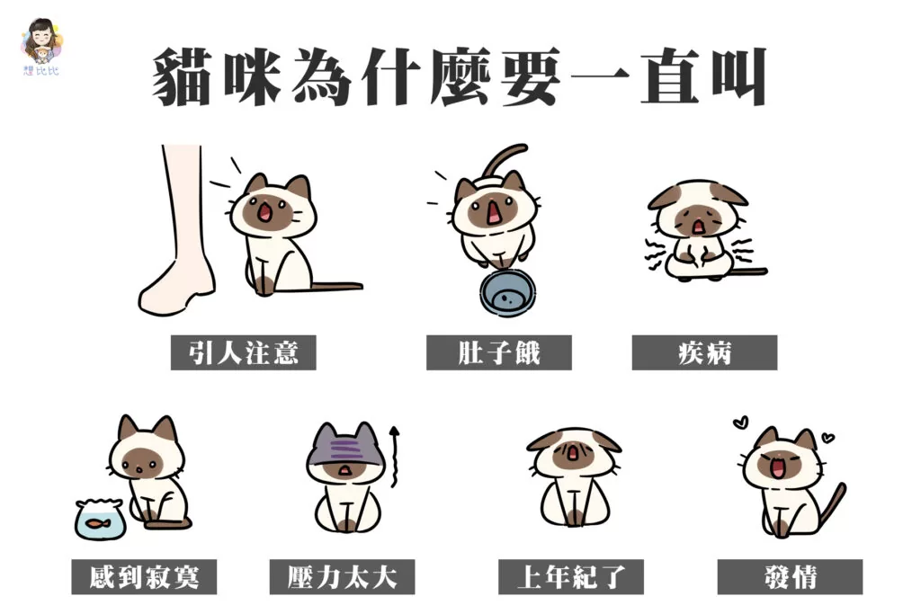 貓咪為什麼要一直叫
