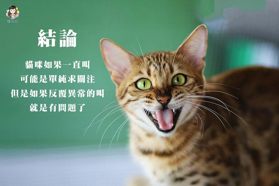 貓咪如果一直叫可能是單純求關注,但是如果反覆異常的叫就是有問題了