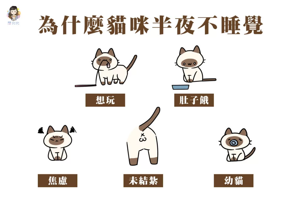 為什麼貓咪半夜不睡覺