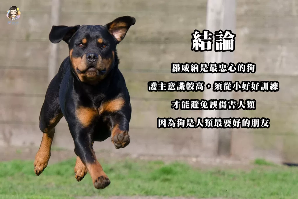 羅威納是最忠心的狗,護主意識較高,須從小好好訓練,才能避免誤傷害人類,因為狗是人類最要好的朋友