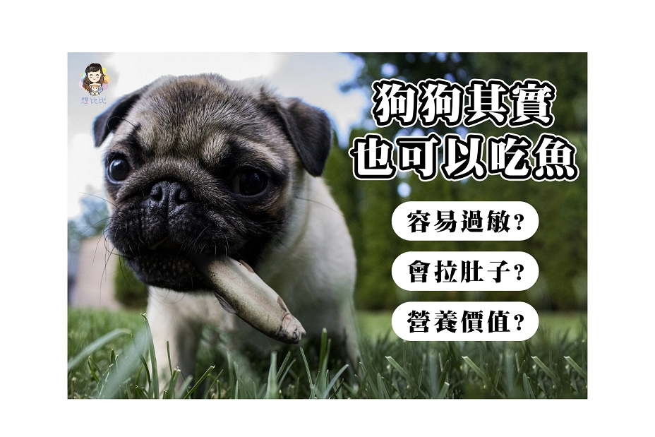 狗狗其實也可以吃魚