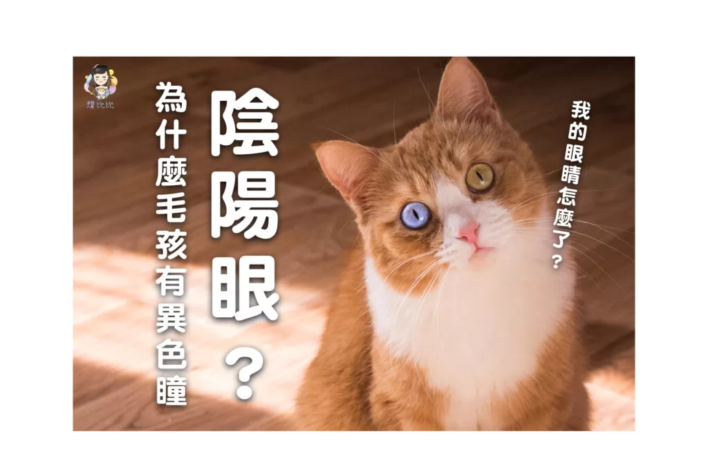 為什麼毛還有異色瞳陰陽眼?