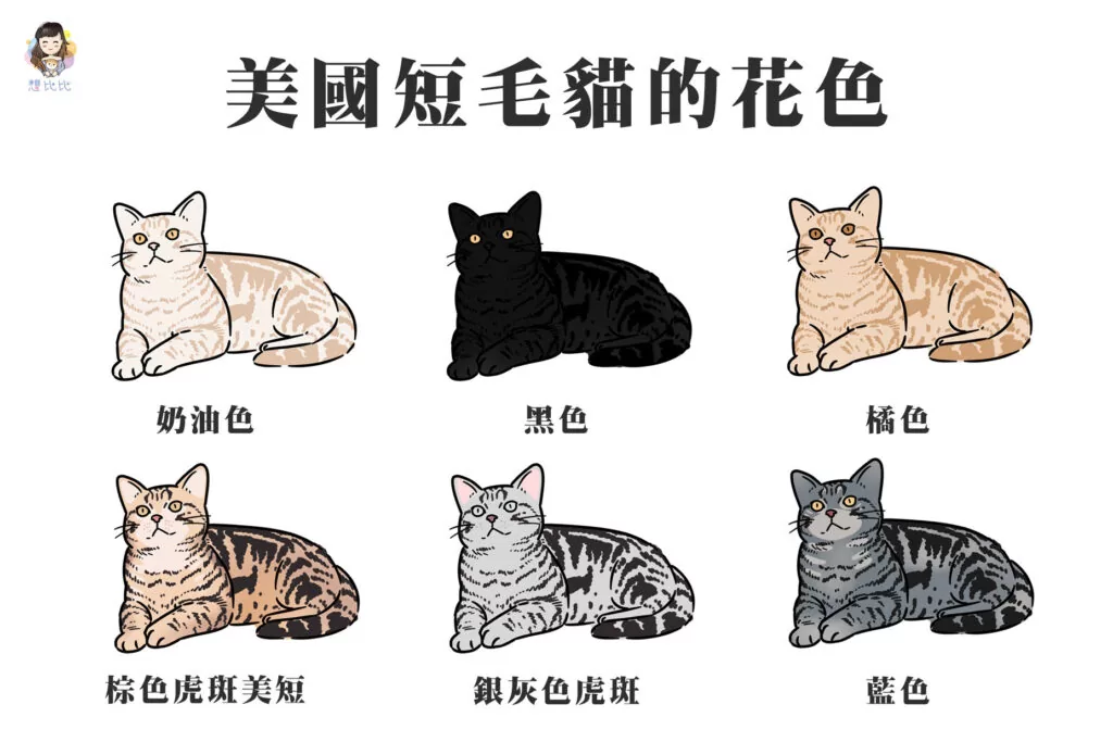 美國短毛貓的花色