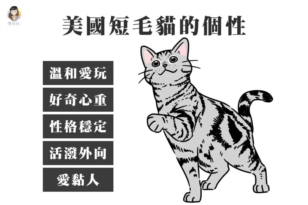 美國短毛貓的個性