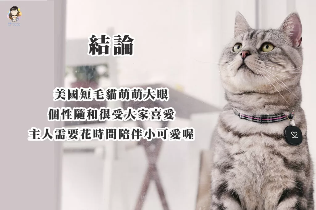 美國短毛貓萌萌大眼,個性隨和很受大家喜愛,主人需要花時間陪伴小可愛喔