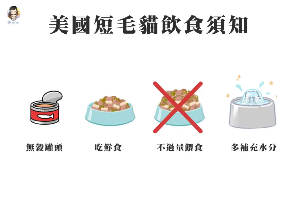 美國短毛貓飲食須知