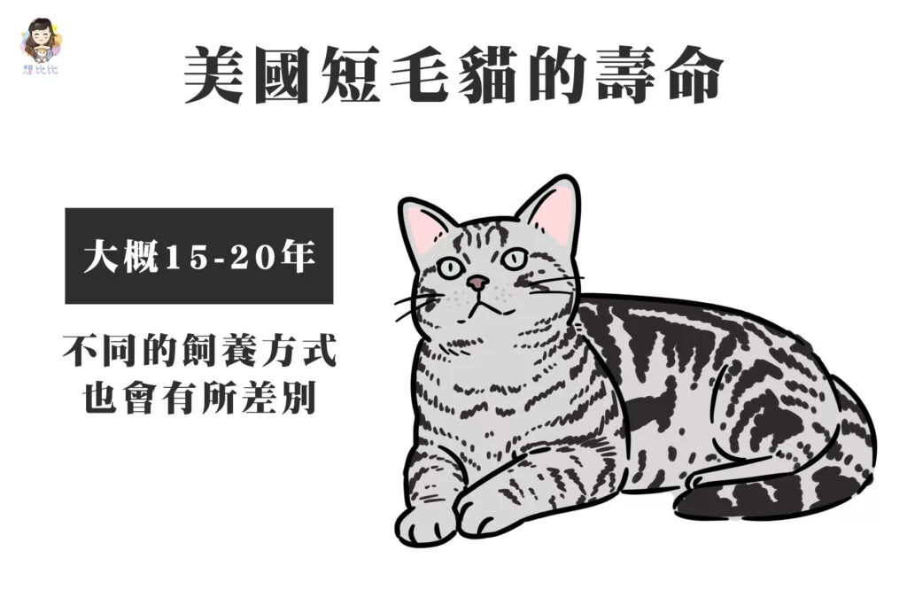 美國短毛貓的壽命