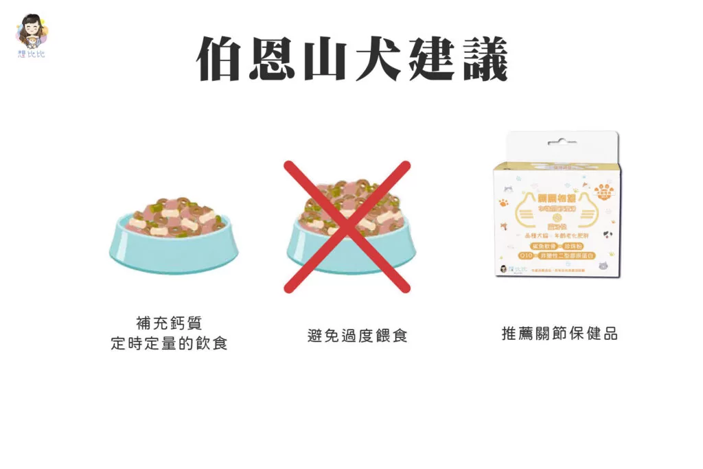 伯恩山犬建議