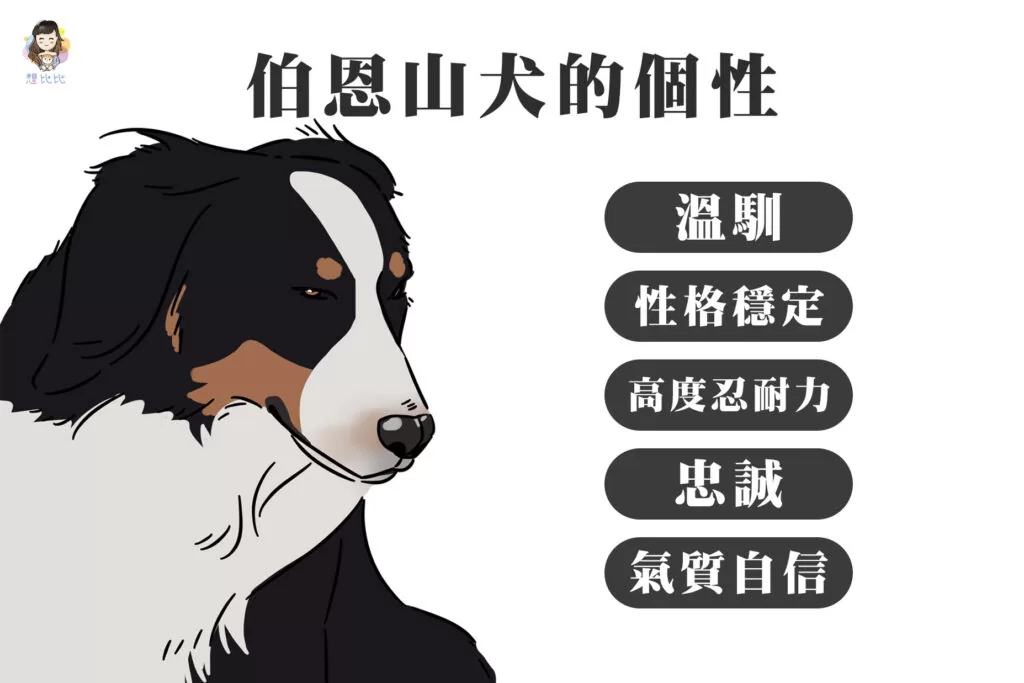 伯恩山犬的個性
溫馴,性格穩定,高度忍耐力,忠誠,氣質自信