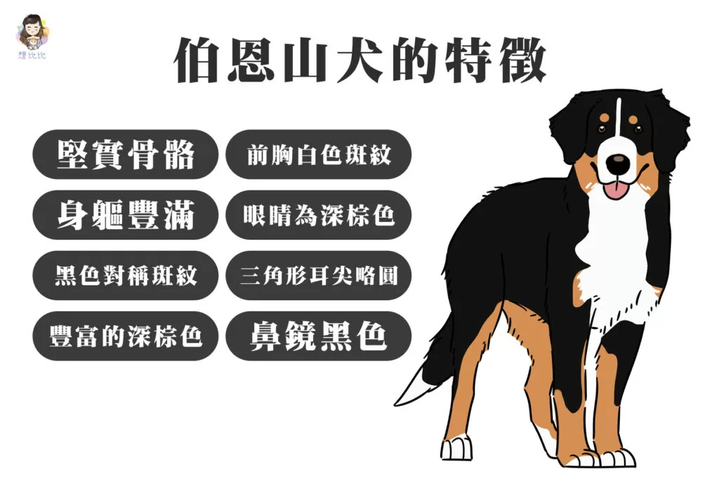 伯恩山犬的特徵