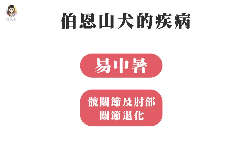 伯恩山犬的疾病
易中暑,髖關節及肘部關節退化