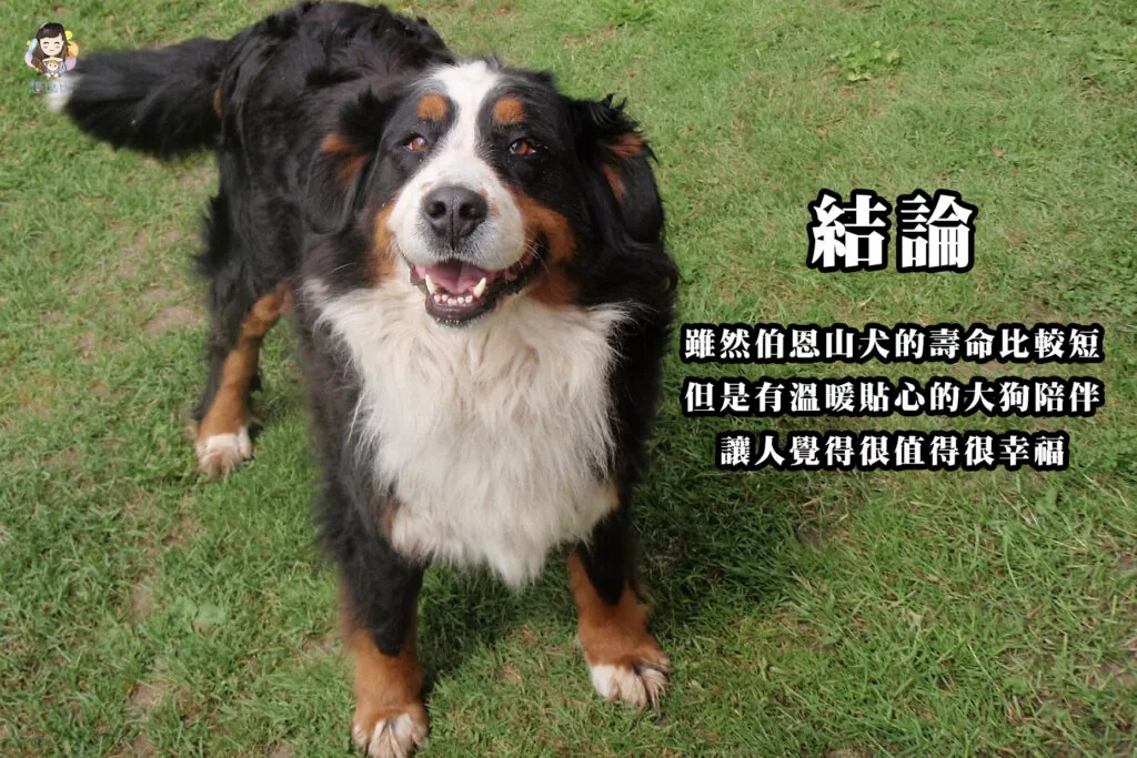 伯恩山犬的壽命比較短,但是有溫暖貼心的大狗陪伴讓人覺得很值得很幸福