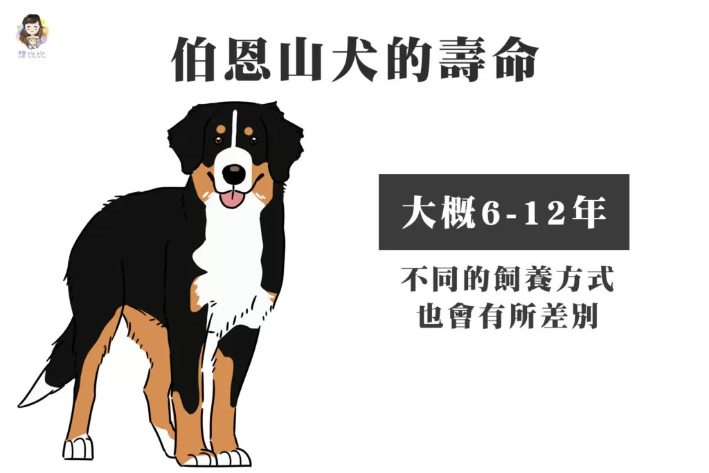 伯恩山犬的壽命
