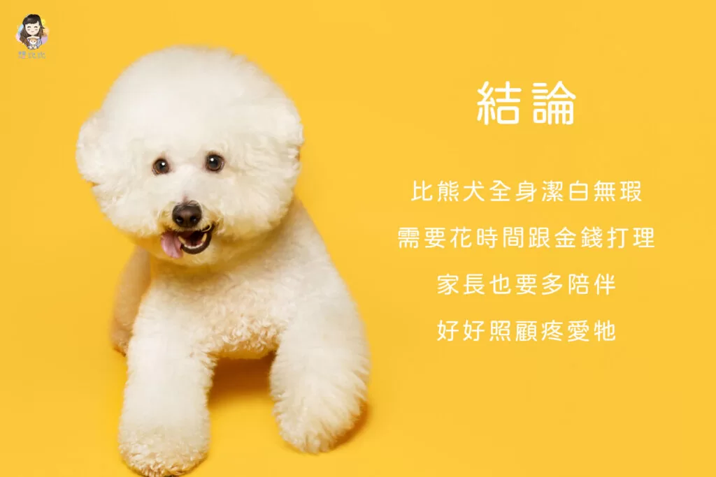 比熊犬全身潔白無瑕,需要花時間跟金錢打理,家長也要多陪伴,好好照顧疼愛牠