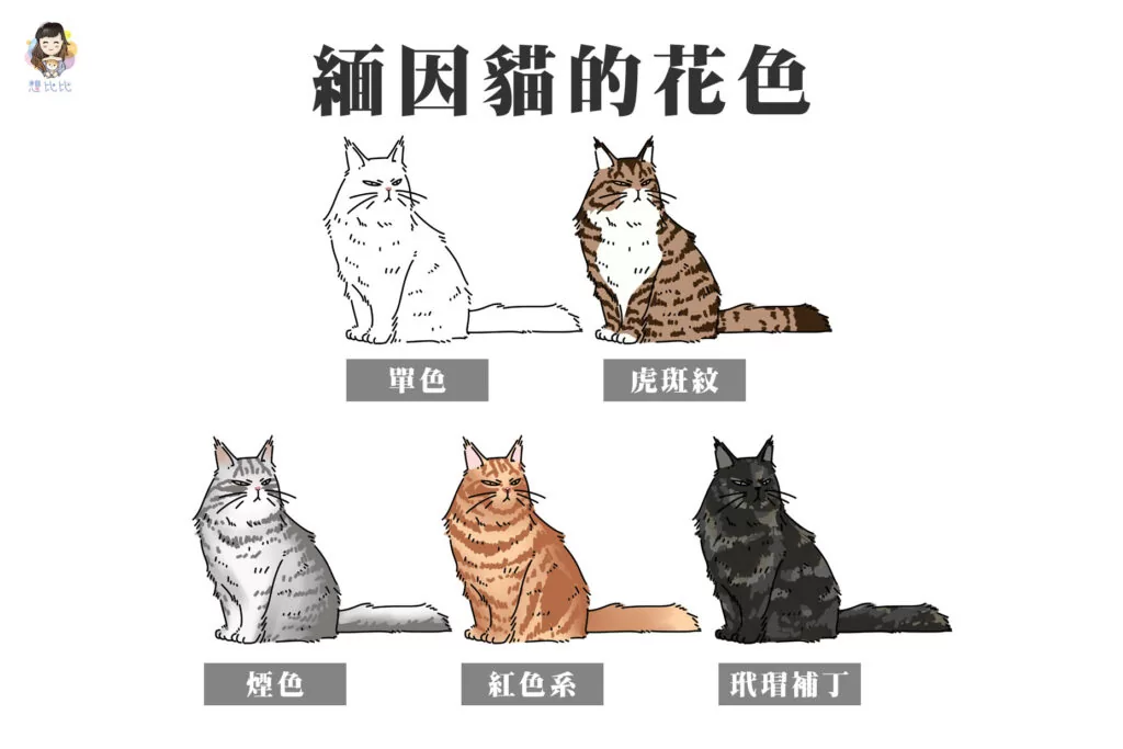 緬因貓的花色