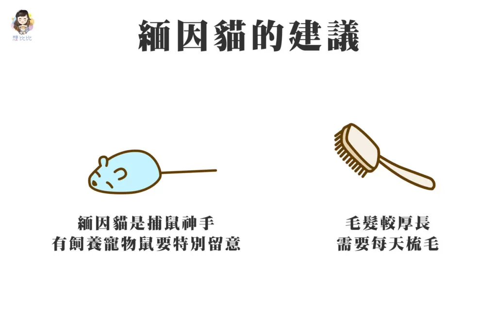 緬因貓的建議
