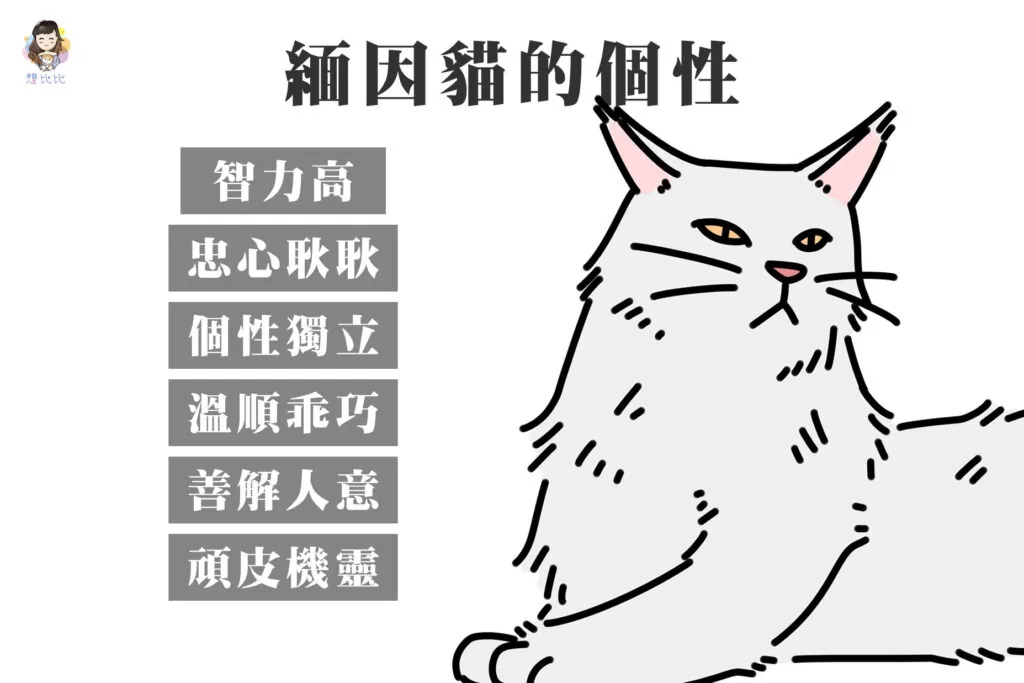 緬因貓的個性