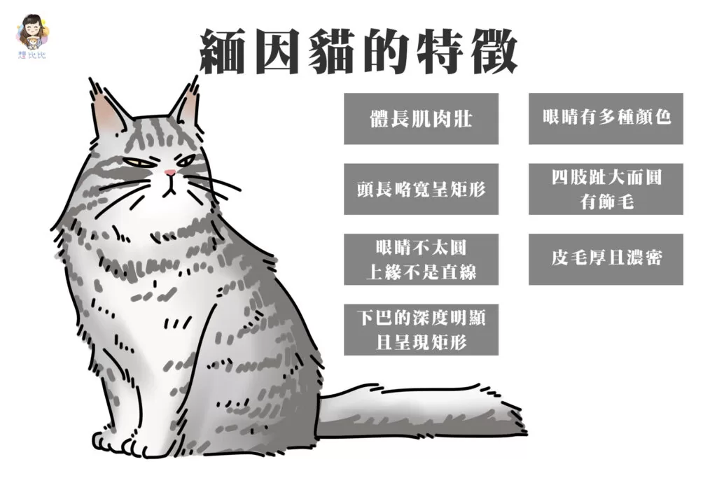 緬因貓的特徵