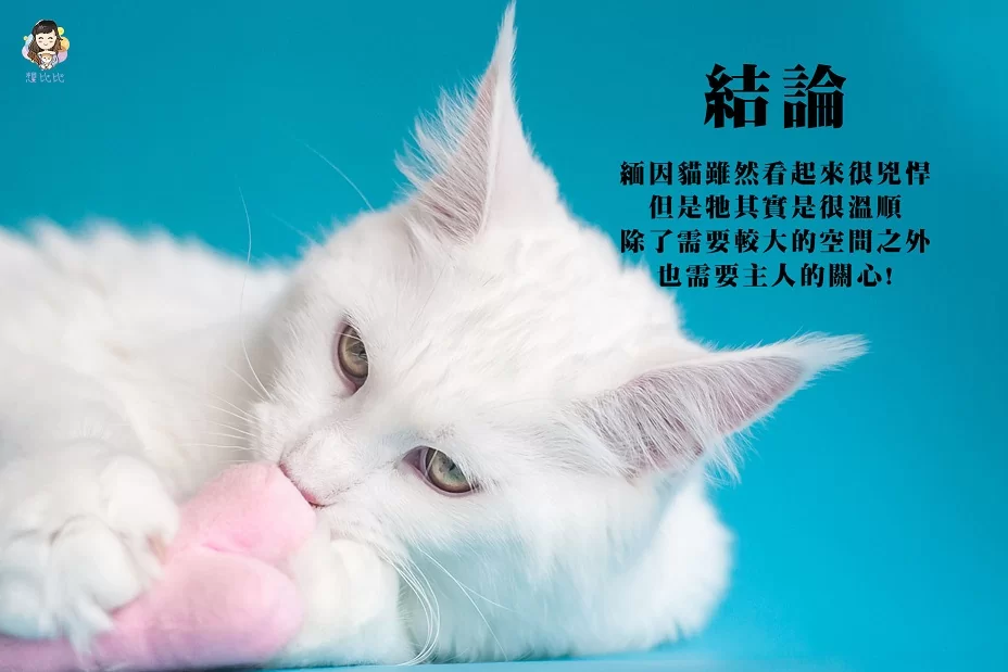 緬因貓雖然看起來很兇悍,但是牠其實是很溫順,除了需要較大的空間之外也需要主人的關心!