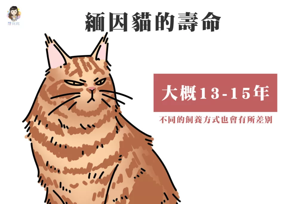 緬因貓的壽命