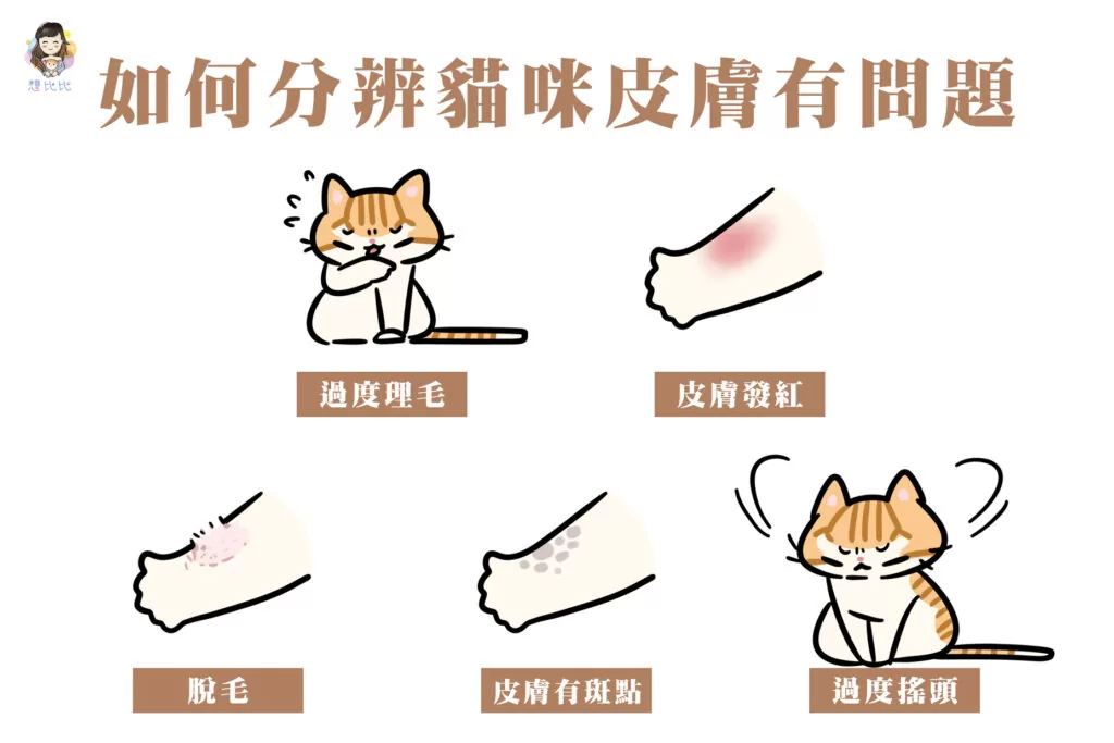 如何分辨貓咪皮膚有問題
