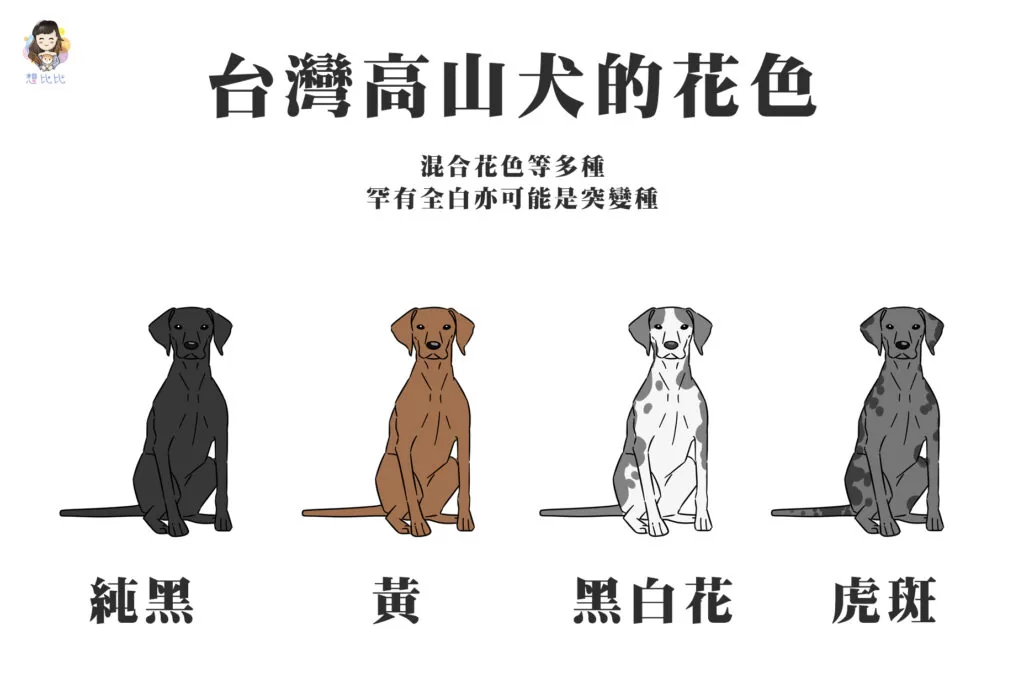 台灣高山犬的花色,混合花色等多種,罕有全白亦可能是突變種