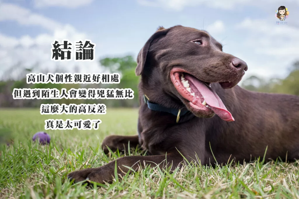 高山犬個性親近好相處,但遇到陌生人會變得兇猛無比,這麼大的高反差,真是太可愛了