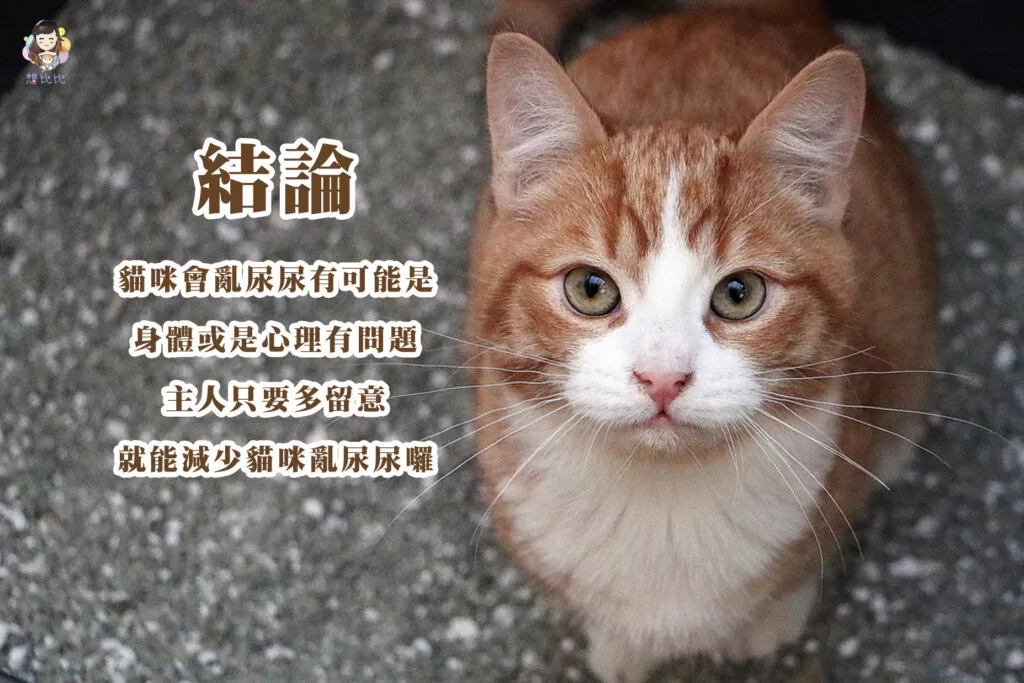 貓咪會亂尿尿有可能是身體或是心理有問題,主人只要多留意就能減少貓咪亂尿尿囉