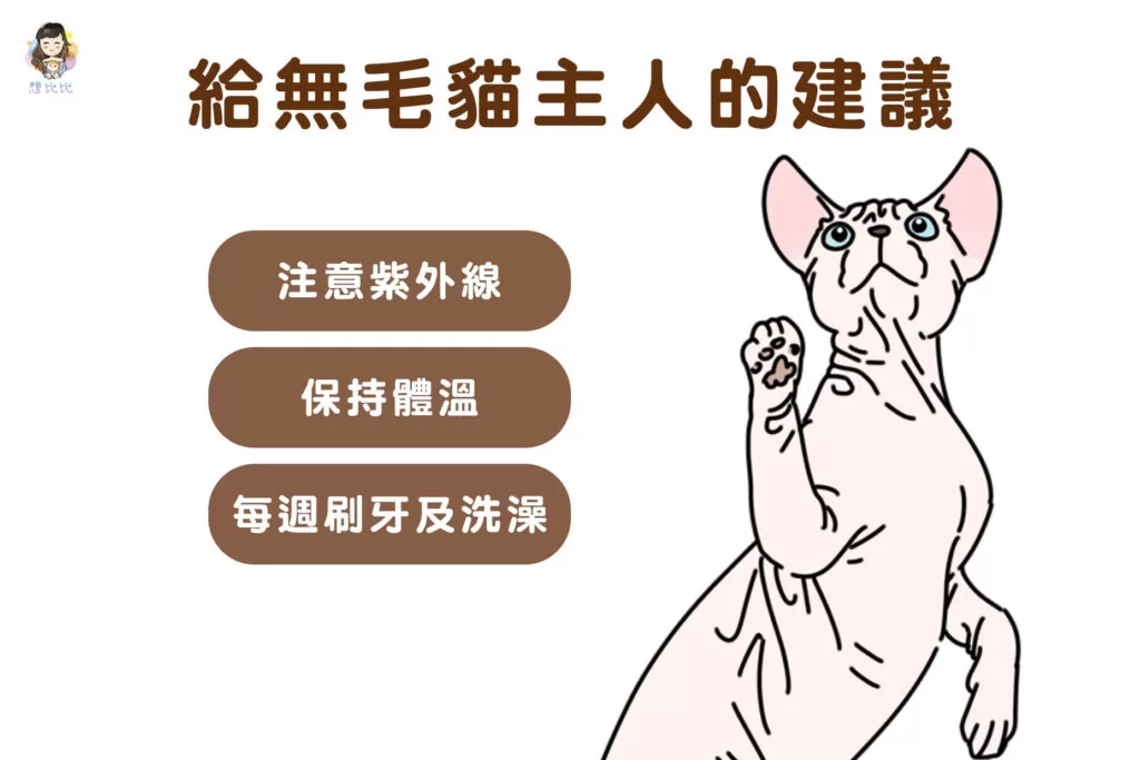 給無毛貓主人的建議