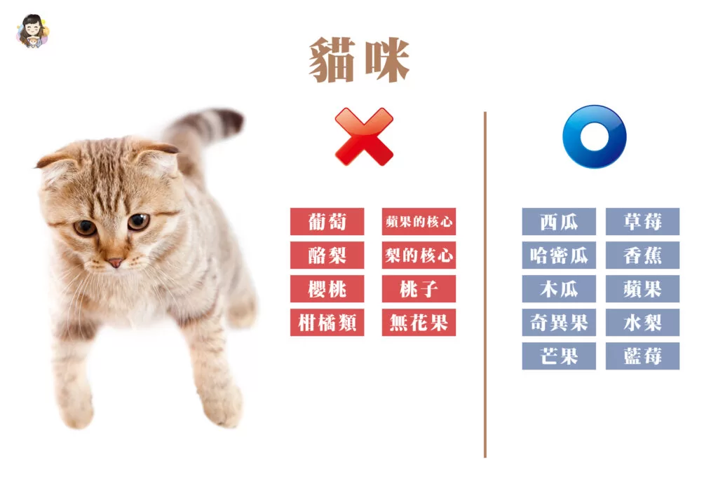 貓咪不能吃的:葡萄、酪梨、櫻桃、柑橘類、蘋果的核心、梨子的核心、桃子、無花果
貓咪可以吃的水果:西瓜、哈密瓜、木瓜、奇異果、芒果、草莓、香蕉、蘋果、水梨、藍莓