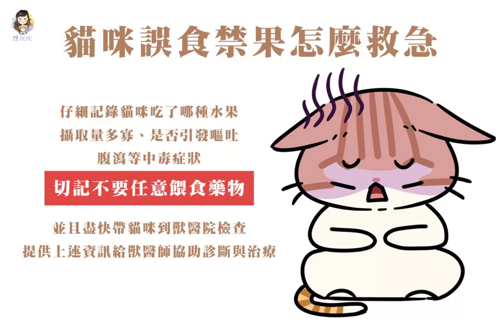 貓咪誤食禁果怎麼救急