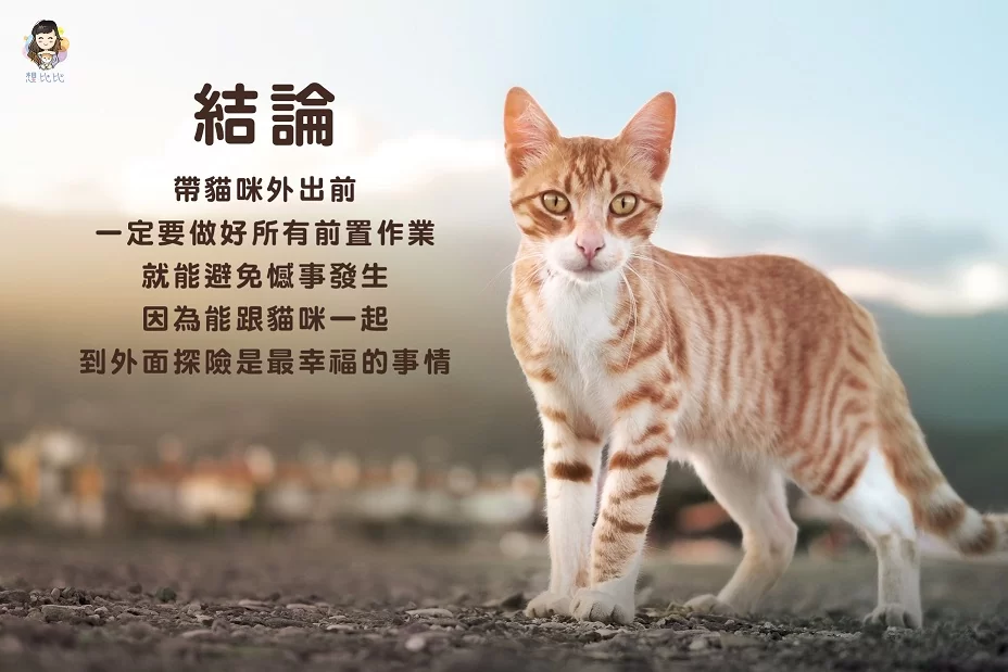 帶貓咪外出前,一定要做好所有前置作業,就能避免憾事發生,因為能跟貓咪一起到外面探險是最幸福的事情