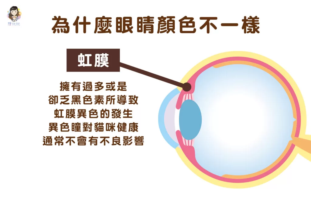 為什麼眼睛顏色不一樣呢