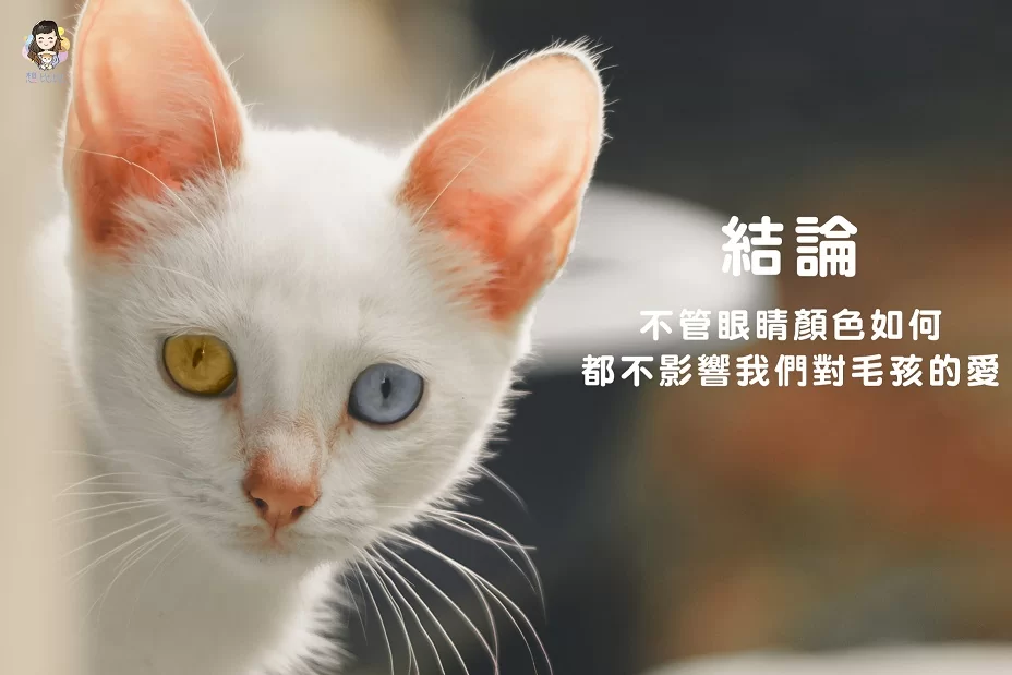 不管眼睛顏色如何都不影響我們對毛孩的愛