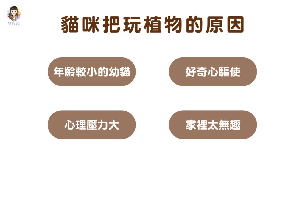 貓咪把玩植物的原因