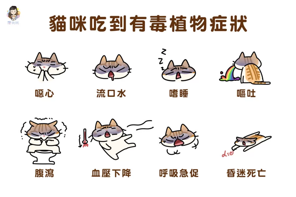 貓咪吃到有毒植物症狀