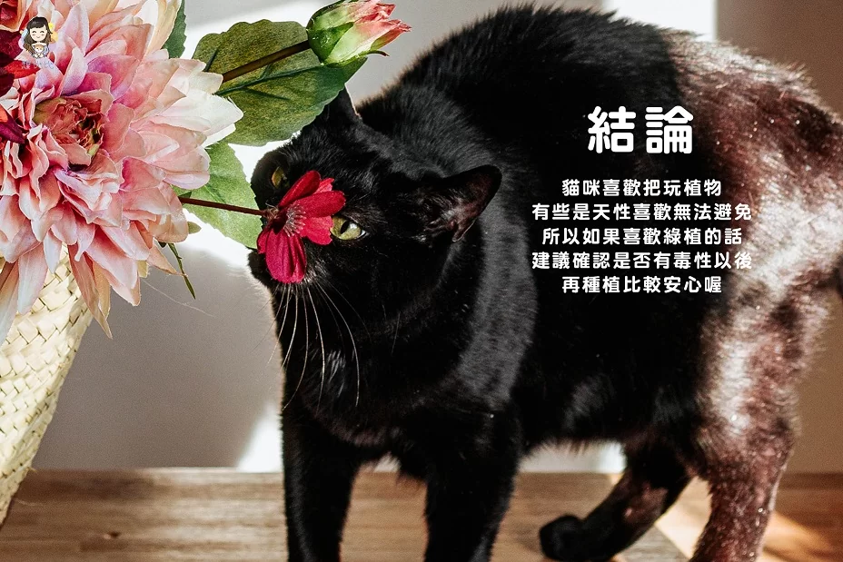 貓咪喜歡把玩植物，有些是天性喜歡無法避免，所以如果喜歡綠植的話，建議確認過後，是否有毒性以後，再種植比較安心喔！