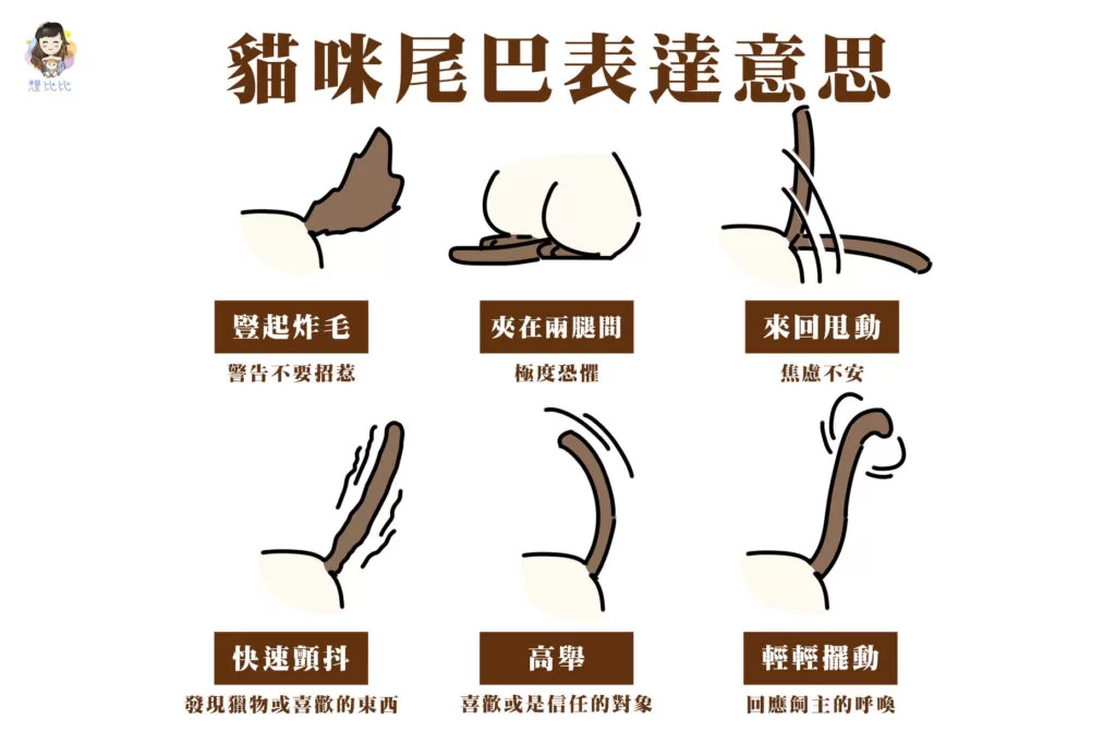 貓咪尾巴表達意思