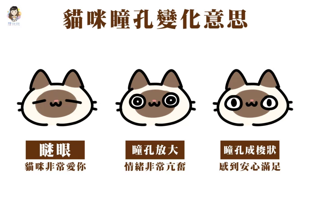 貓咪瞳孔變化意思