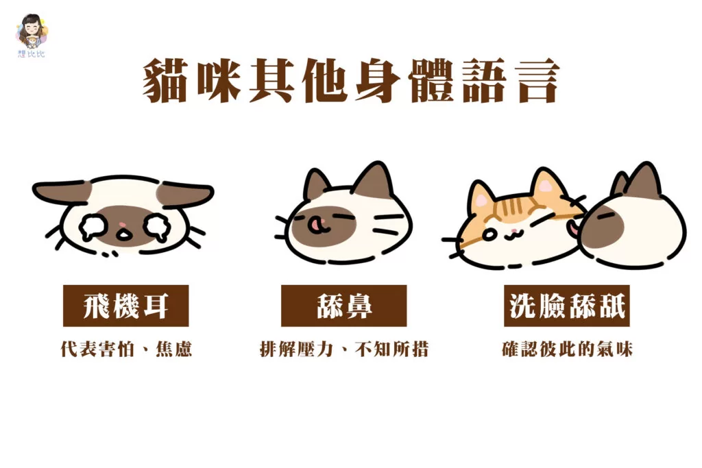 貓咪其他身體語言