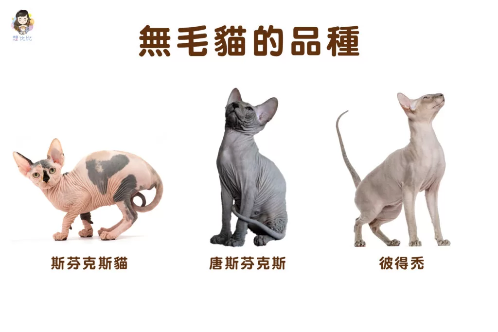無毛貓的品種