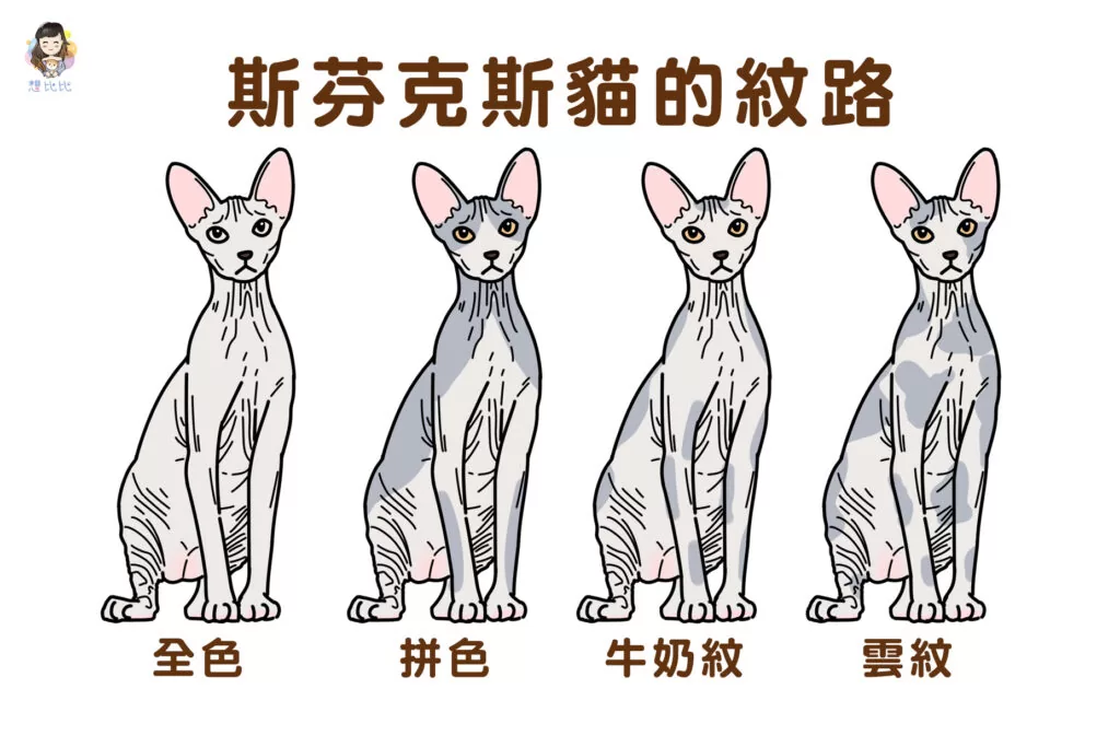 斯芬克斯貓的紋路