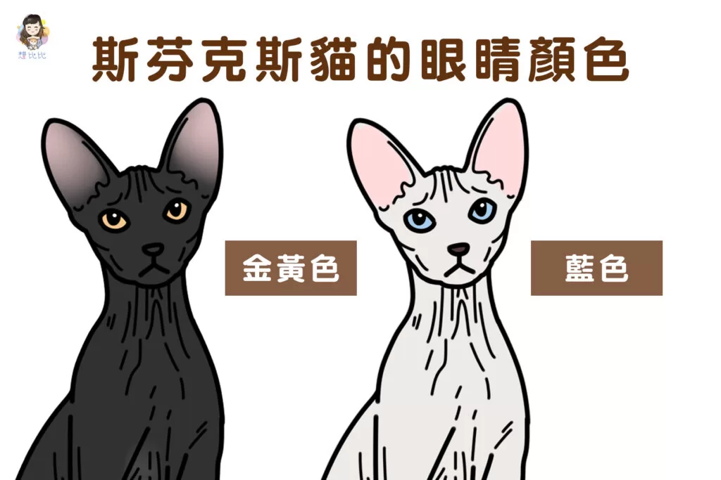斯芬克斯貓的眼睛顏色