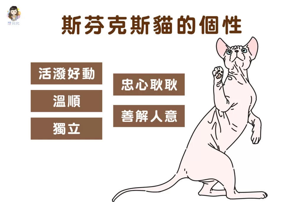 斯芬克斯貓的個性