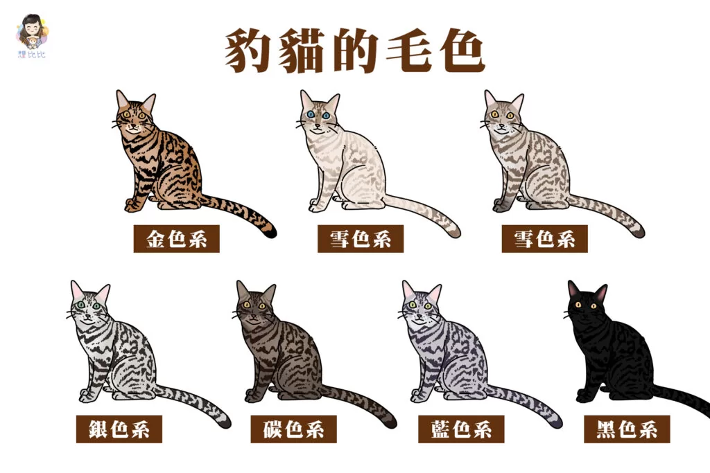 豹貓的毛色:金色系、雪色系、銀色系、碳色系、藍色系、黑色系