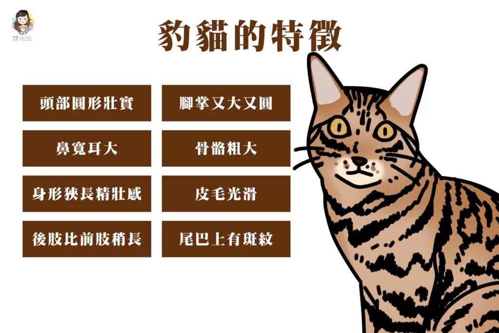 豹貓的特徵
頭部圓形壯實
鼻寬耳大
身形狹長且精壯感
後肢比前肢稍長
腳掌又大又圓
骨骼粗大
披毛光滑
尾巴上有斑紋