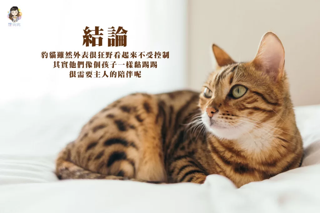 豹貓雖然外表看起來不受控制,其實他們像個孩子一樣黏踢踢很需要主人的陪伴呢