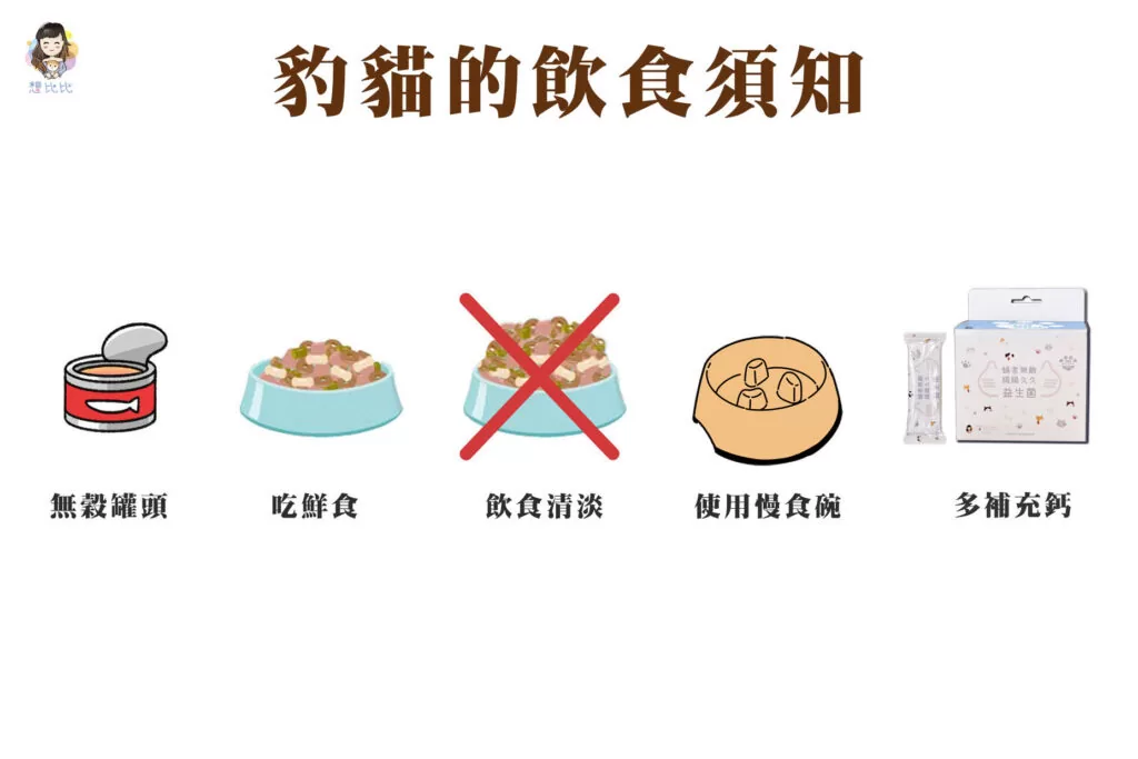 豹貓的飲食須知
選擇無穀類的貓罐頭
吃鮮食是最好的選擇
飲食清淡易消化
使用慢食碗可以避免吃太急
多補充鈣質保養品